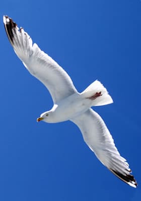 Ecobirds® - Problema Gabbiani