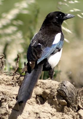 Ecobirds® - Problema Gazze