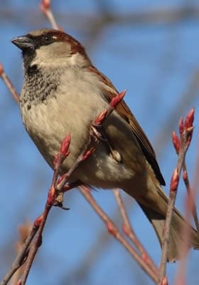 Ecobirds® - Problema Passeri
