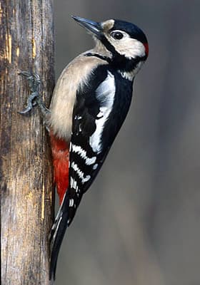 Ecobirds® - Problema Picchi