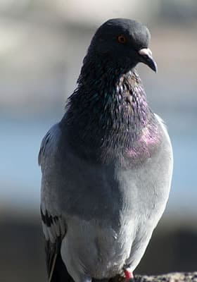 Ecobirds® - Problema Piccioni