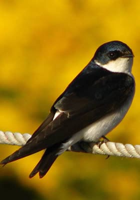 Ecobirds® - Problema Rondini