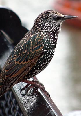 Ecobirds® - Problema Storni
